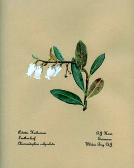 Leatherleaf Card