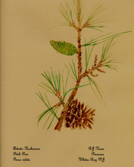 Pitch Pine | Plants of the Pinelands Series