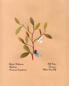 Blueberry Card