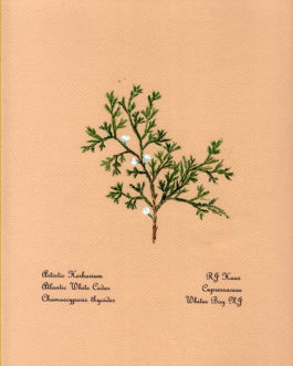 Atlantic White Cedar Card