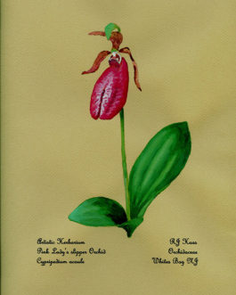 Pink Lady Slipper Card