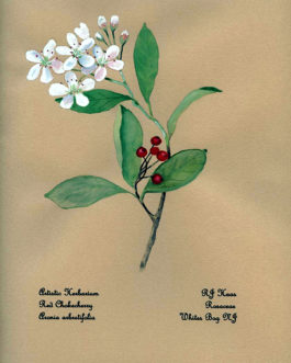 Red Chokeberry Card