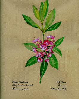 Sheep Laurel or Lambkill Card