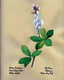 Sweet Pepper Bush Card