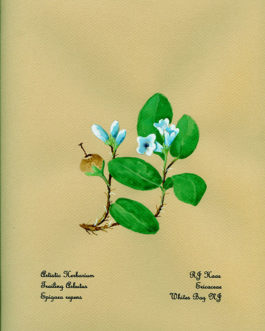 Trailing Arbutus Card